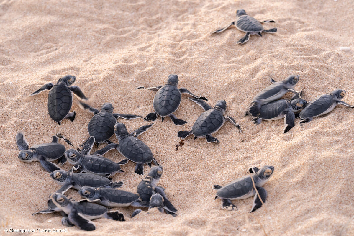 Green Turtle hatchlings begin to erupt from a nest site as the sun sets and the temperature drops on a beach near Ningaloo Reef in Western Australia.