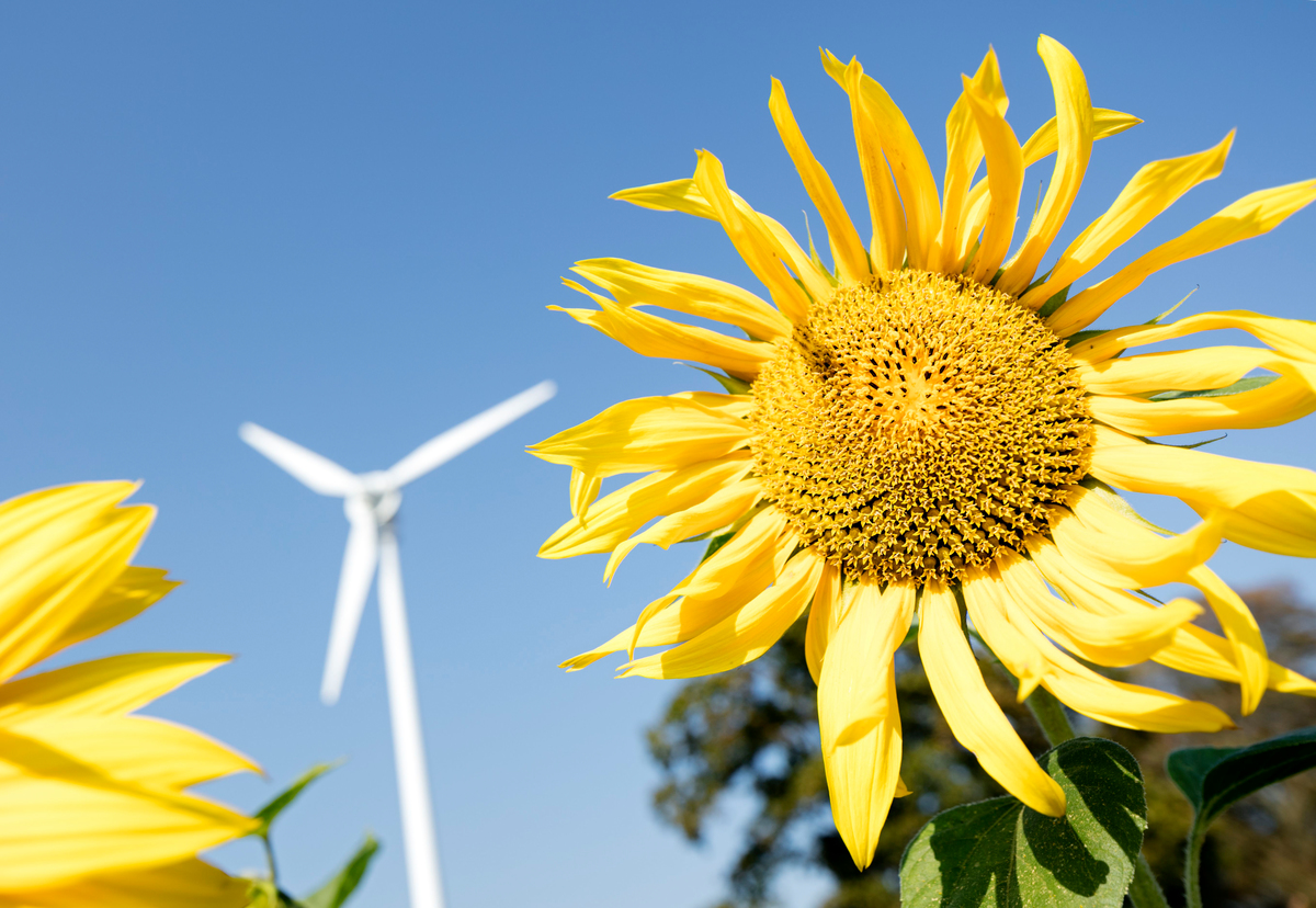Sun Flower and Wind Energy in Germany. © Paul Langrock / Greenpeace