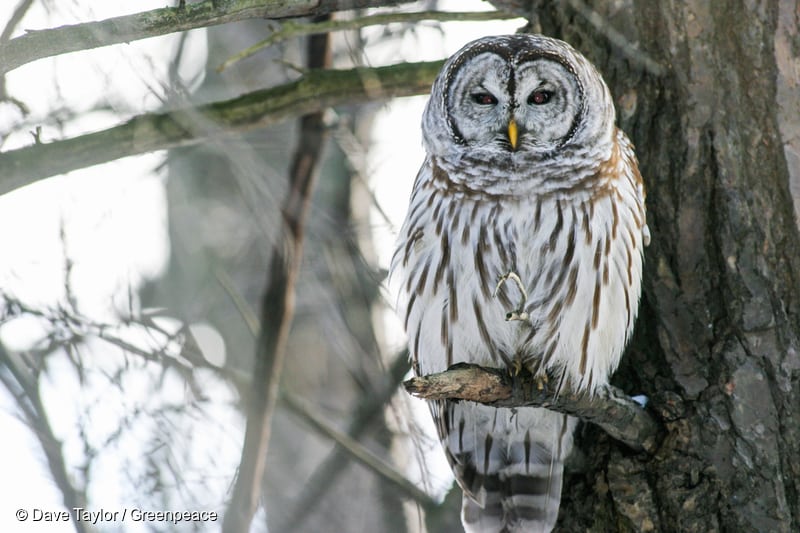 Barred owl