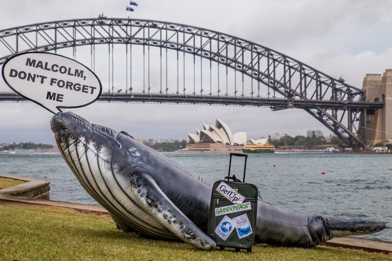 Delivery of Petition on Whaling at Australian PM in Sydney