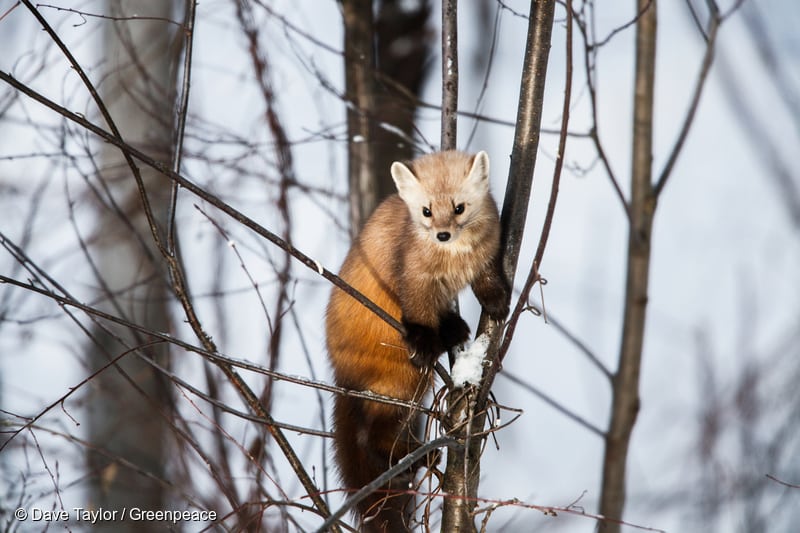 American pine martin