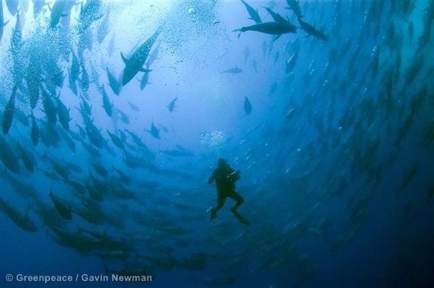 Diver amongst Captive Bluefin Tuna © Greenpeace / Gavin Newman