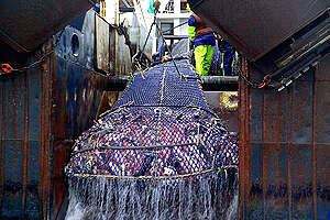 Monitoring Deep Sea Trawling, Tasman Sea. © Greenpeace / Malcolm Pullman