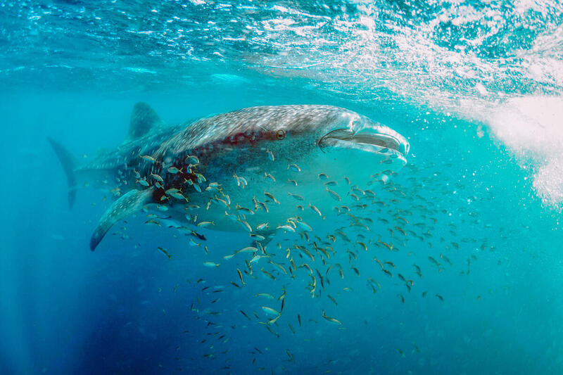 Wildlife at Ningaloo Reef|Whale Shark around Ningaloo Marine Park