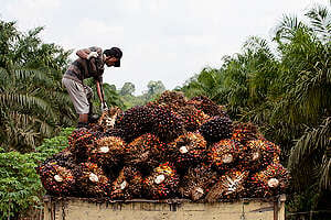 Small-holder Oil Palm Harvest in Sumatra. © Greenpeace / John Novis