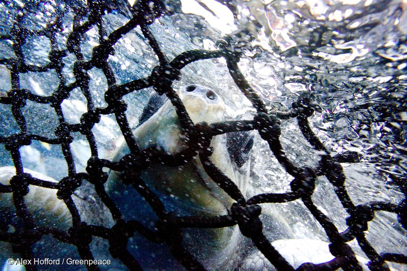 Turtle in East Pacific Ocean