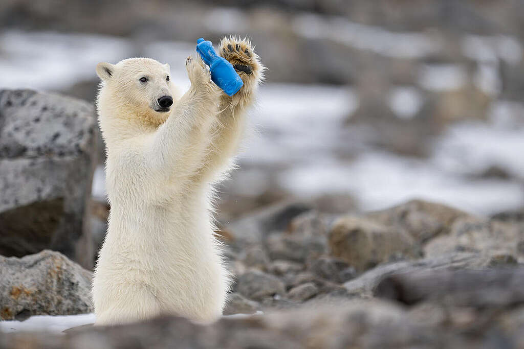 Polar Bear with Pastic Waste in the Arctic. © Roie Galitz / Greenpeace