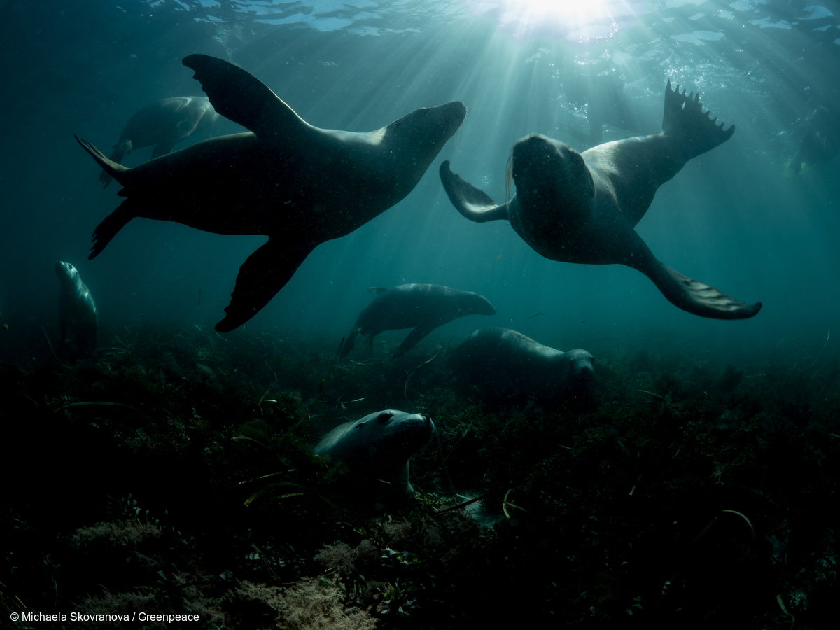 Sea Lions near Hopkins Island|Burning Oil from Oil Rig Disaster in the Gulf of Mexico|Whales in the Great Australian Bight