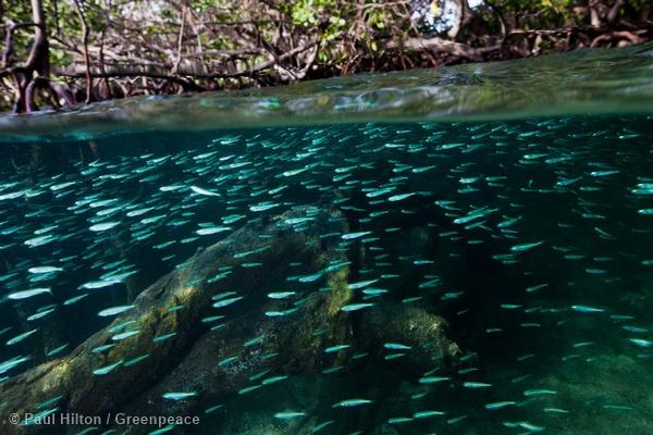 Small schools of fish, at Kanawa Island near Flores, Indonesia, are protected by the mangroves from larger predators and strong storm currents. 