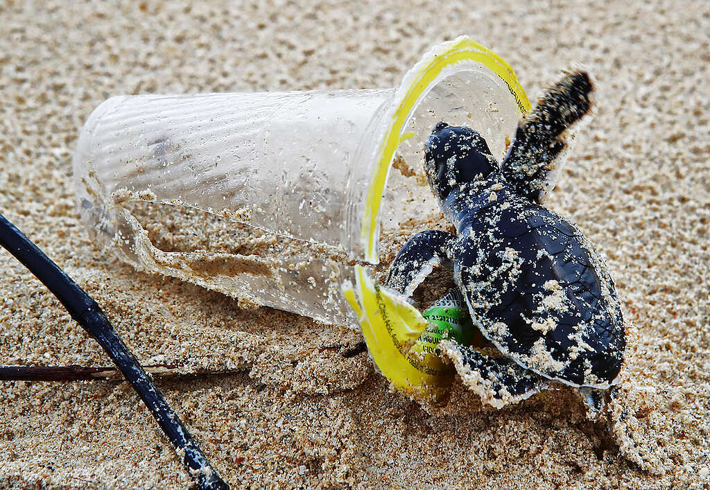 Baby Sea Turtle and Plastic on Bangkuru Island, Sumatra. © Paul Hilton / Greenpeace