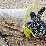 Baby green sea turtle in a plastic cup on the beach on Bangkaru Island, Sumatra.