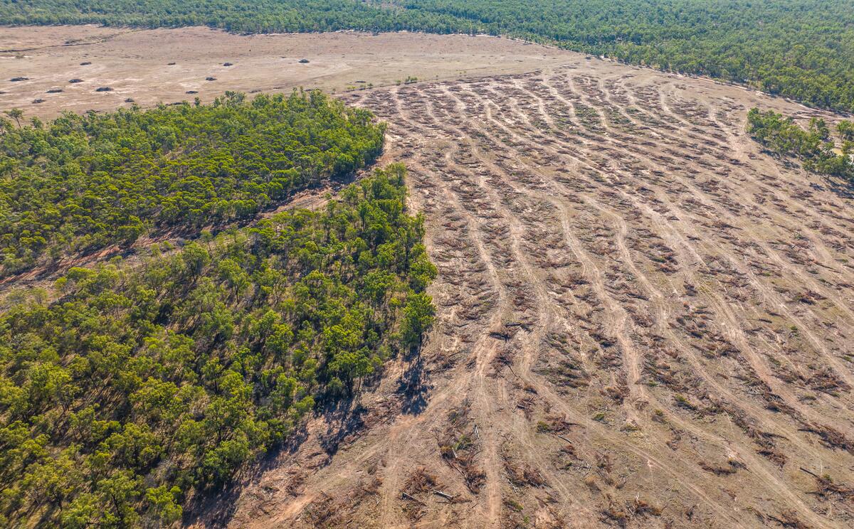 Deforestation for Cattle in Queensland, Australia. © Paul Hilton / Earth Tree Images