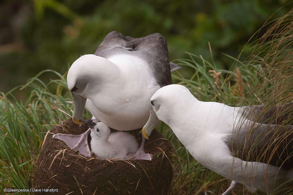 Two white-capped albatross with their chick at a breeding colony at South West Cape, on subantarctic Auckland Island.