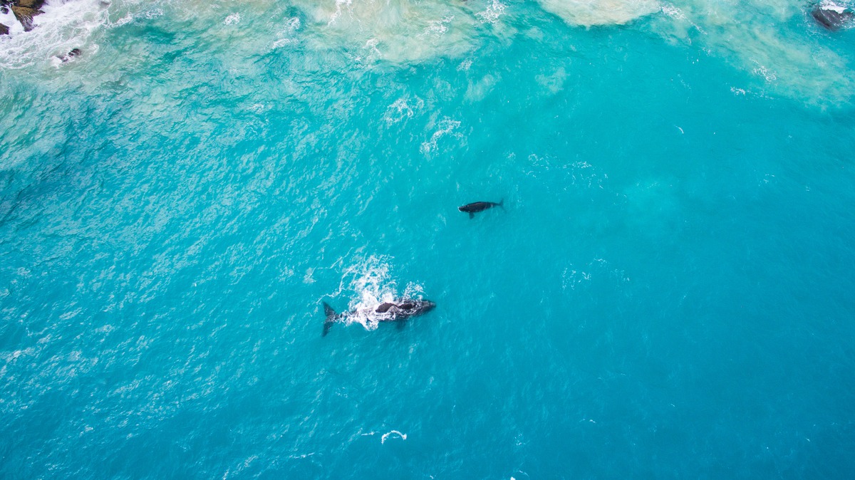 Whales in the Great Australian Bight
