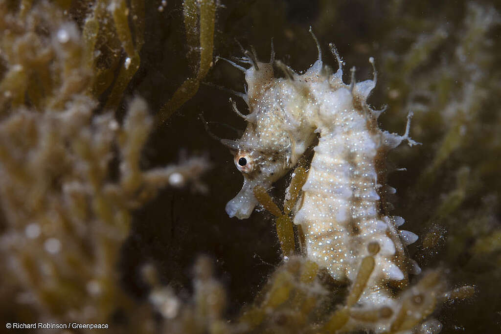 Short-head Seahorse (Hippocampus breviceps) at Kingscote Reef at Kangaroo Island in the Great Australian Bight during the Making Oil History Rainbow Warrior Tour.