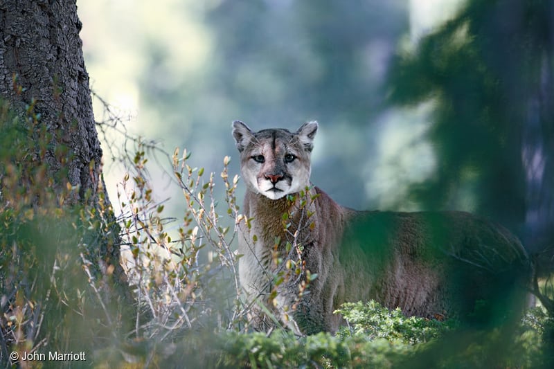 mountain lion