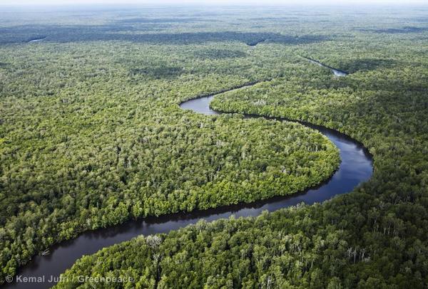 Natural peatland forest in Sungai Sembilang Nature Conservation Park