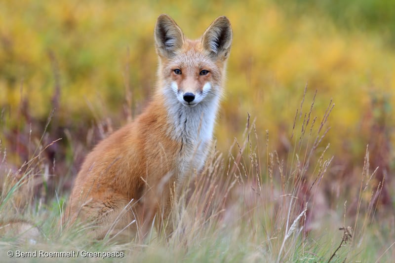 Red fox