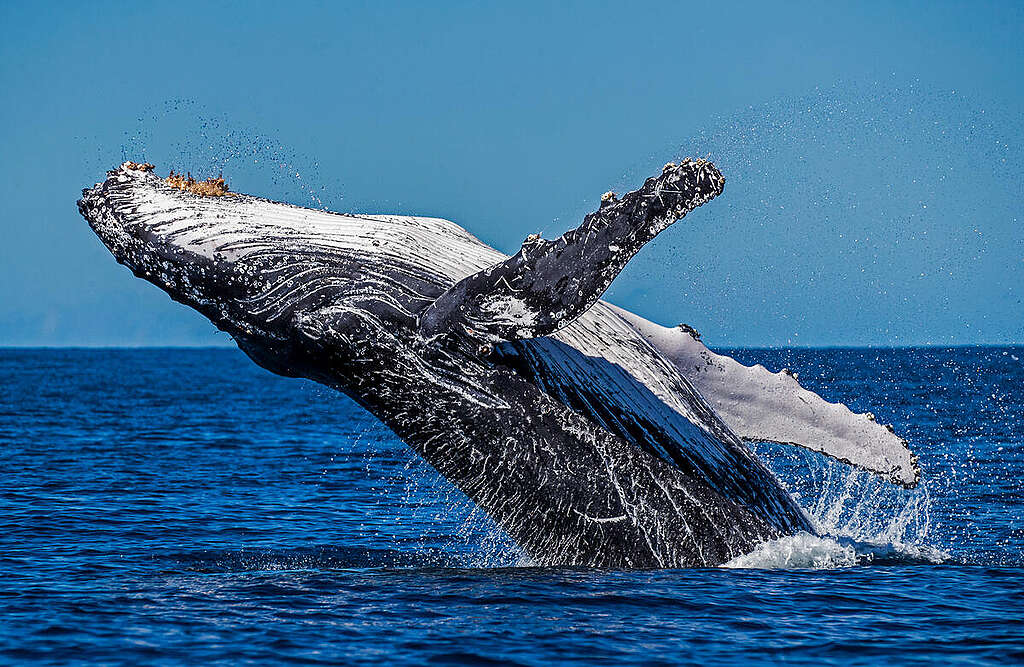 Humpback Whale in the Great Barrier Reef. © Paul Hilton / Greenpeace