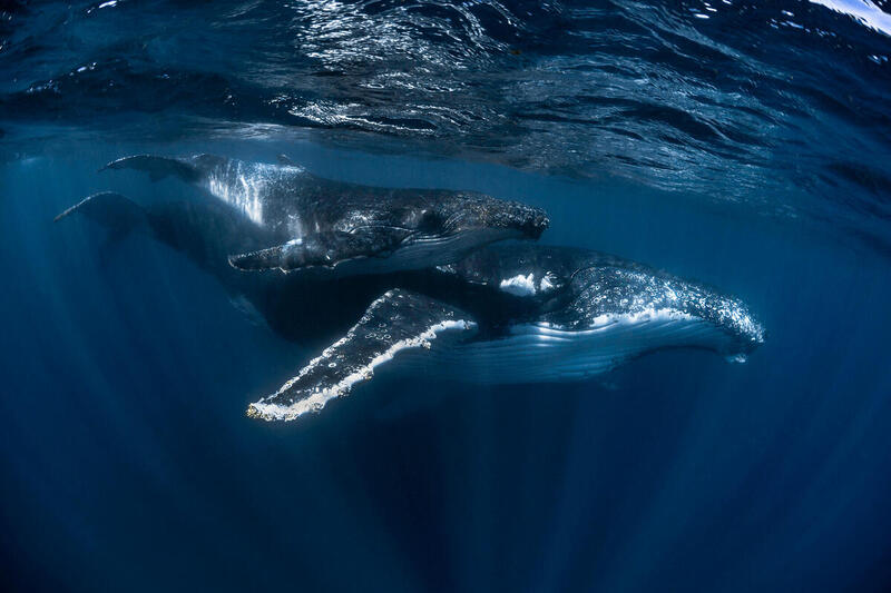 Humpback Whale Mother and Calf in Western Australia|GP1SXO1U