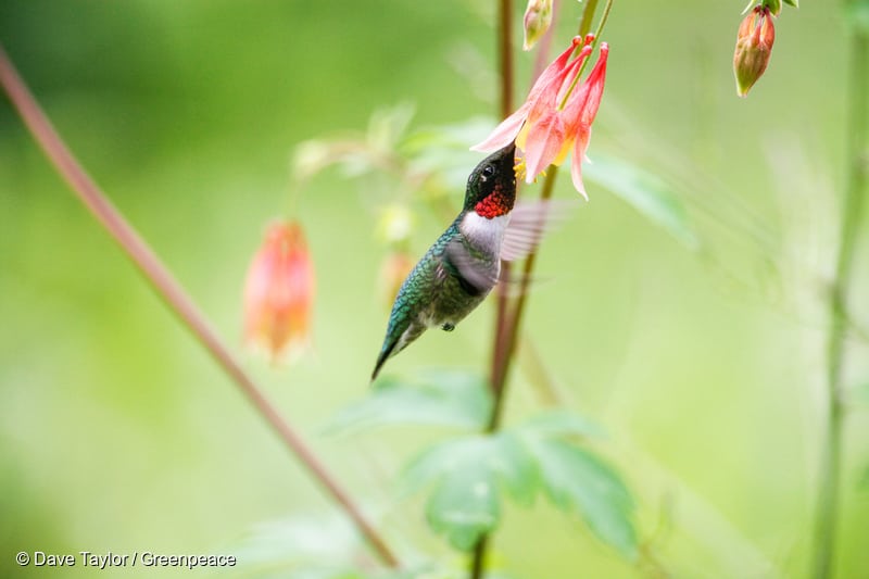 Ruby throated humnmingbird 