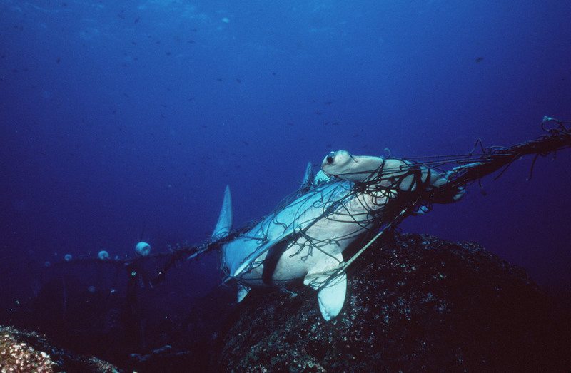Hammerhead  Shark in Net in Pacific OceanBogenstirn Hammer-Hai|Clever Bouy|Drone|Fish-Hoek-c-Shark-Spotters|Seals_Feat|Beach Swimming