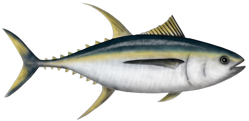Graphic illustration of a yellowfin tuna fish.