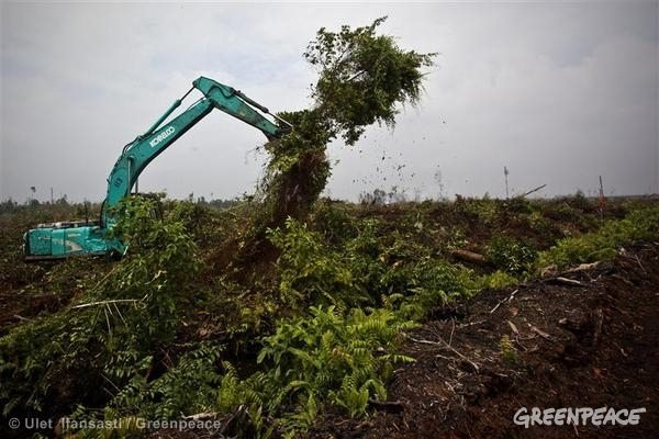 rp_106004_170707.jpg|Excavators continue building a peatland drainage cana