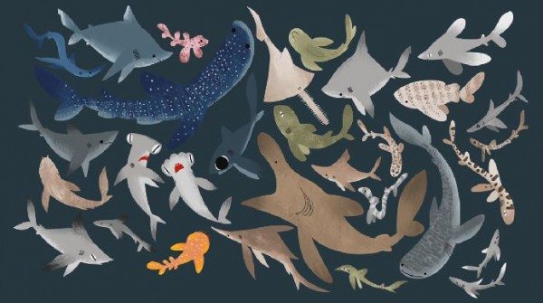 sharks