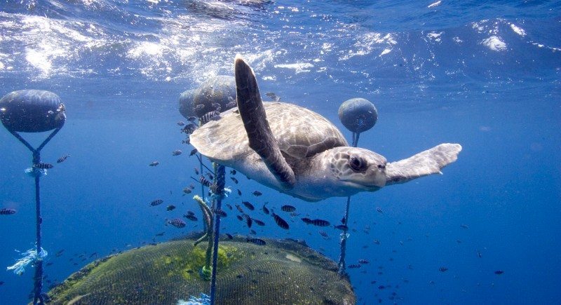 Turtle and FAD in East Pacific Ocean