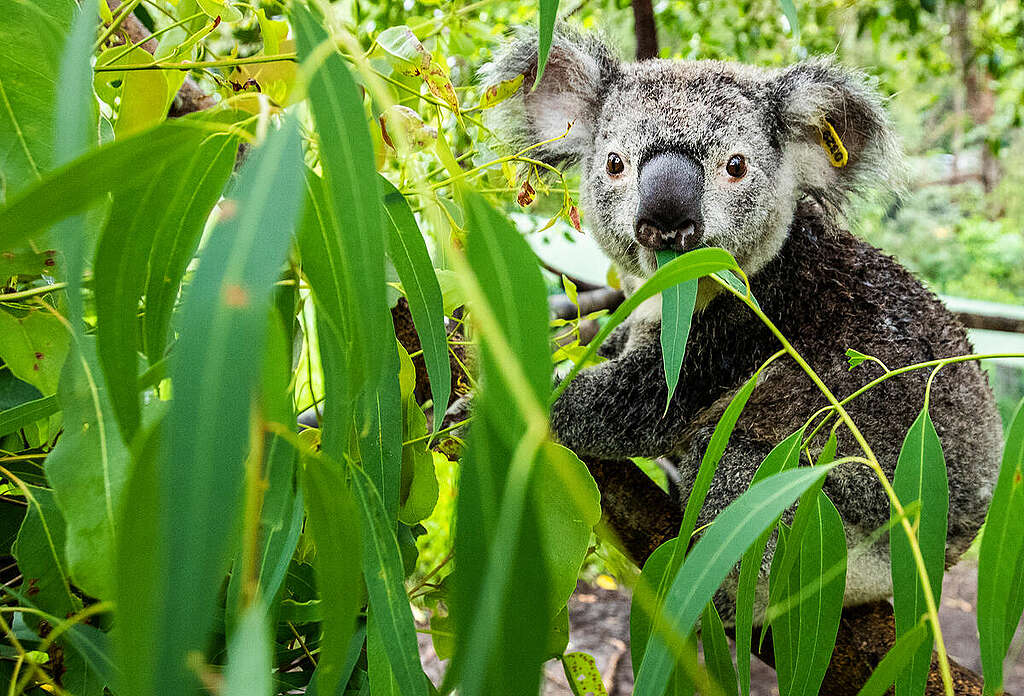 Koala Eating Eucalyptus Leaves in Australia. © Paul Hilton / Earth Tree Images