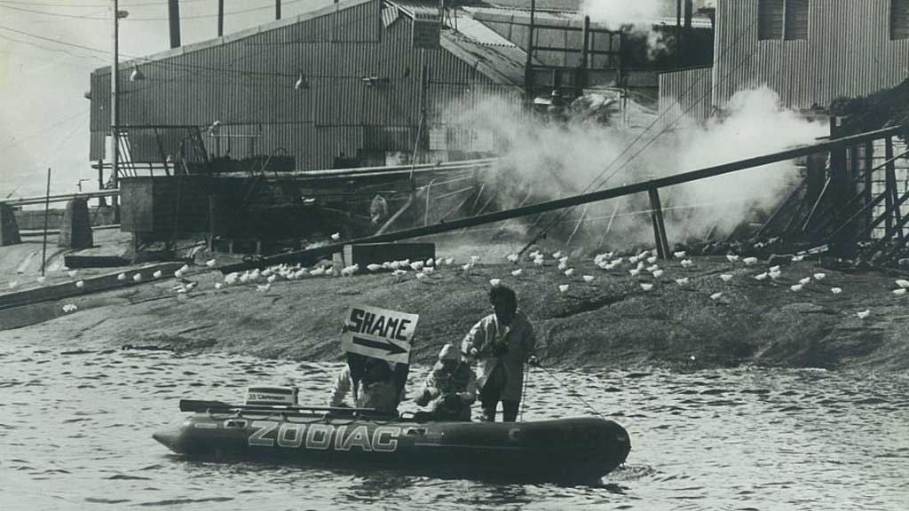 1977: Greenpeace’s first action in Australia. Activists used inflatable zodiacs to blockade a whaling station in Albany, Western Australia.