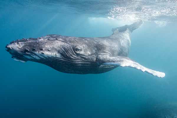 Greenpeace Australia Pacific has vowed to use every means possible to stop Woodside, after the fossil fuel company’s controversial plan for seismic blasting in endangered whale habitat was approved by the offshore regulator NOPSEMA.