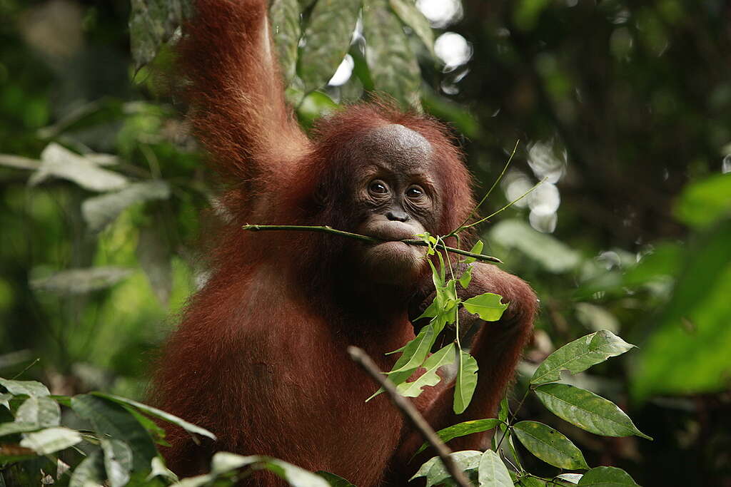 Sumatran Orangutan. © Will Rose / Greenpeace