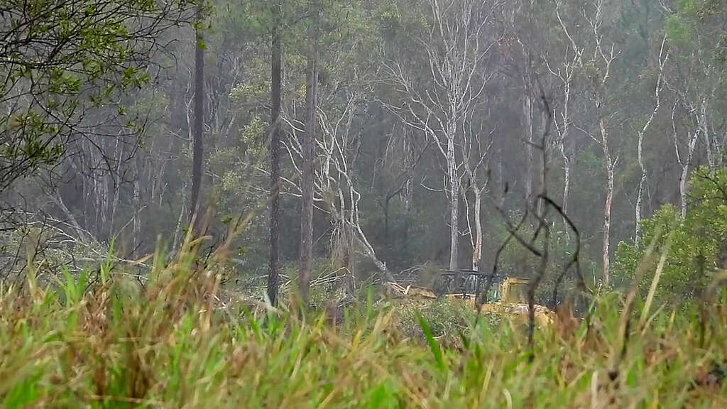 A bulldozer is filmed destroying Australian forest