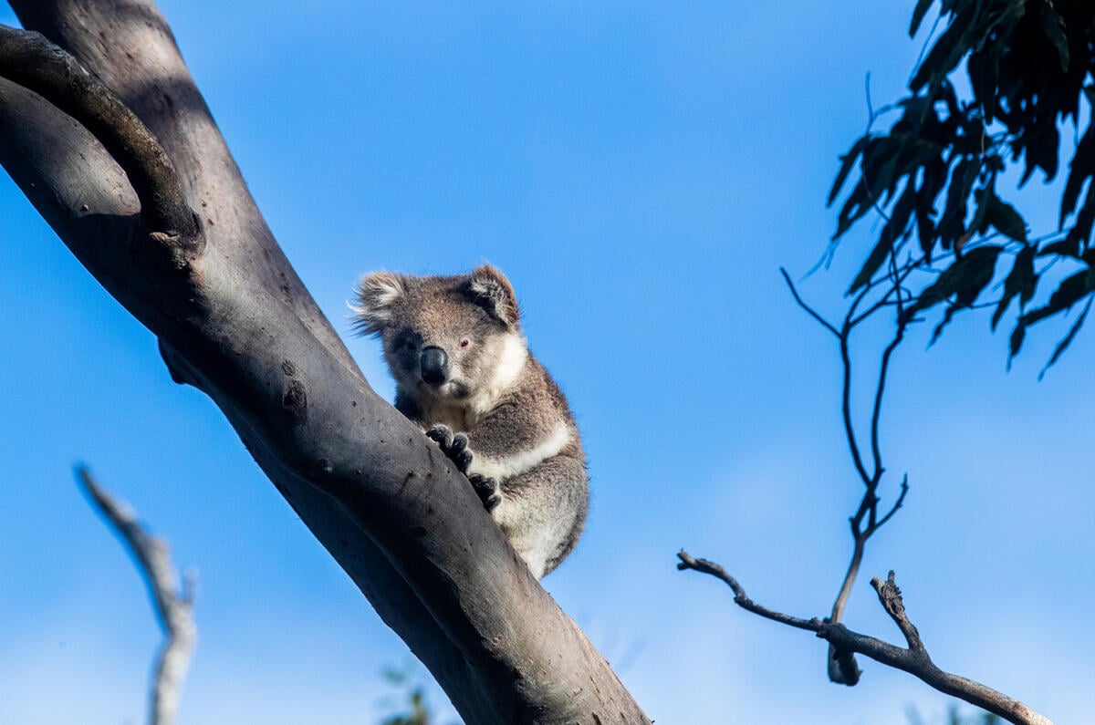 Koala in a Tree in Australia