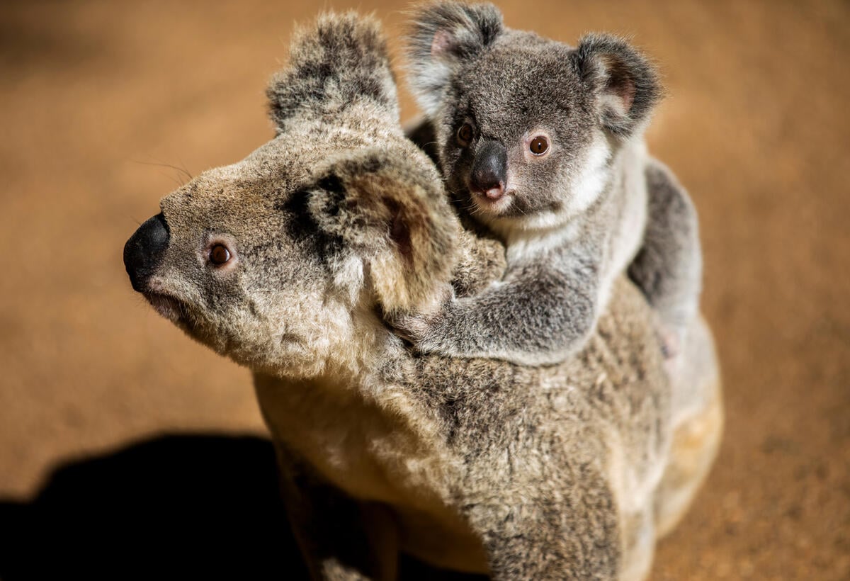 A koala and her joey are pictured at Wildlife HQ, Sunshine Coast, Queensland, Australia. All the koalas at Wildlife HQ, have been rescued or are presently being rehabilitated for release.