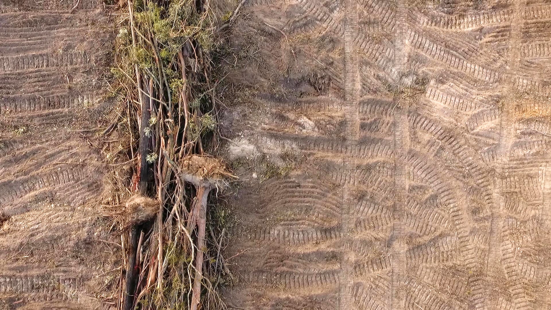 ‘Fox guarding the henhouse’ Beef industry’s deforestation definition