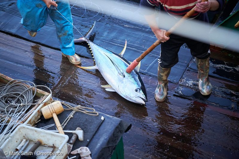 A yellowfin tuna lies on the deck of longline fishing vessel Dong Yu 1518 after being hauled in from the ships longline in the South Pacific albacore tuna fishery.