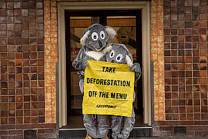 Koala-themed Deforestation Action at Clifton Hill McDonald’s, Melbourne. © Greenpeace