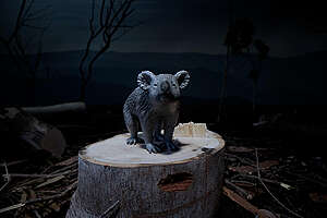 Lonely Koala on a Tree Stump Animation in Australia. Still from a stop-motion animation. © Greenpeace
