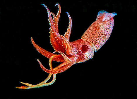 Blackwater Photography - Strawberry Squid  Histioteuthis Heteropsis. © Blue Planet Archive / David Wrobel