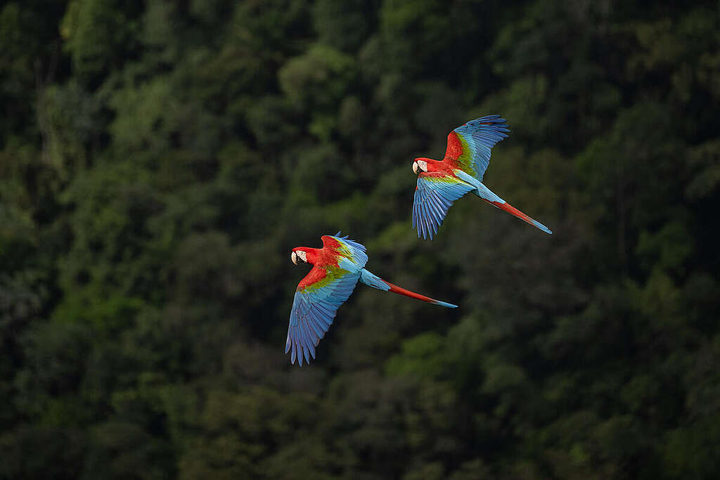 Macaws Flying over Valley in Serra do Aracá, Brazil. © Markus Mauthe / Greenpeace