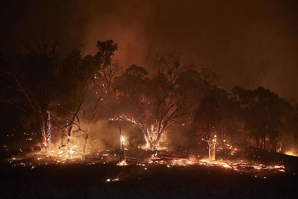 Bushfire in Snowy Mountains, Australia. © Kiran Ridley / Greenpeace Bushfire in Snowy Mountains, Australia. © Kiran Ridley / Greenpeace