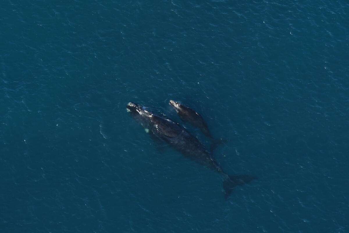 Southern Right Whales in Western Australia. © Tiffany Klein / Greenpeace