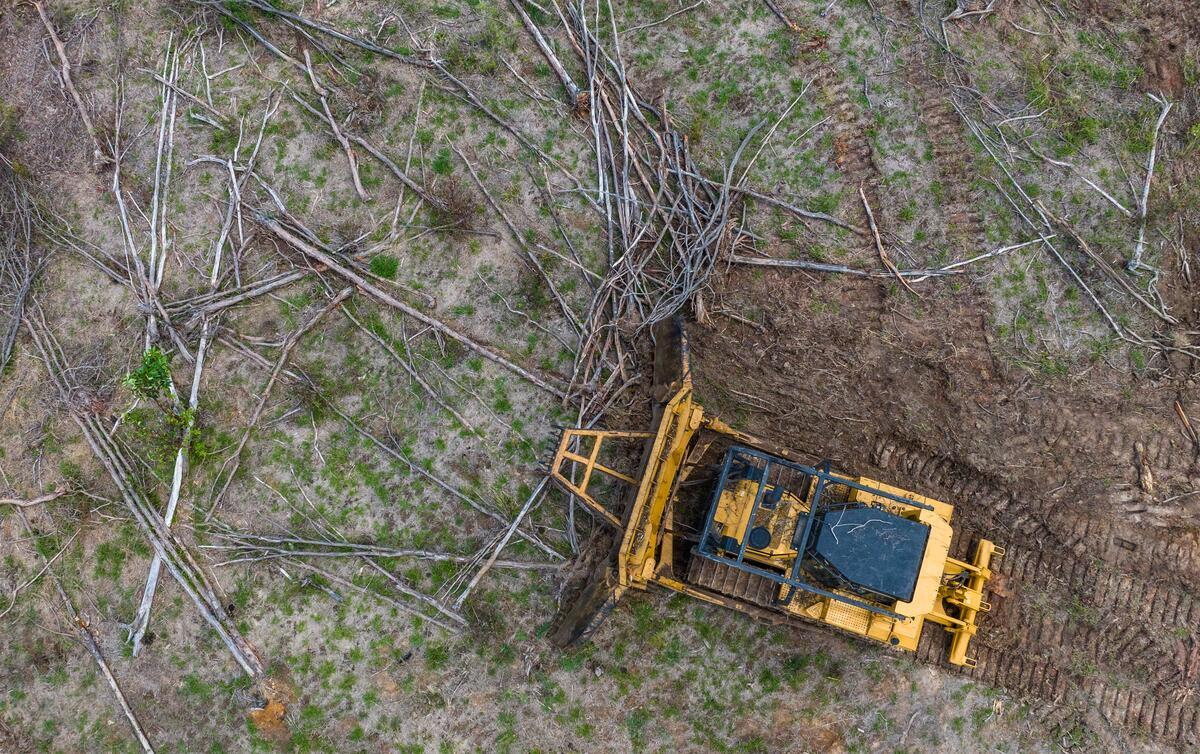 Help protect our forests: Submit a letter to the senate inquiry