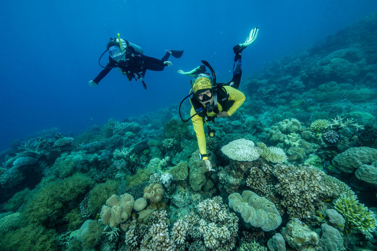 Divers Explore Dead Coral in the Great Barrier Reef. © Markus Mauthe / Greenpeace