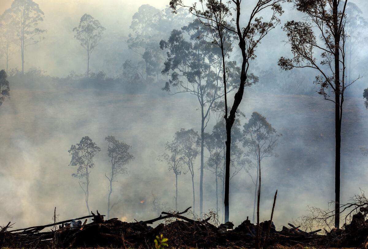 Active Deforestation for Beef in Wamuran, Queensland, Australia. © Paul Hilton / Greenpeace
