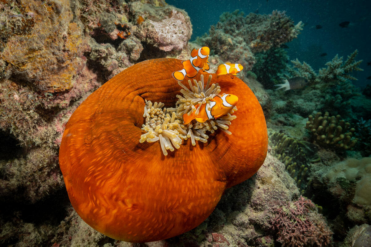 Closed Anemone and Anemone Fish (clownfish) in the Great Barrier Reef. © Markus Mauthe / Greenpeace