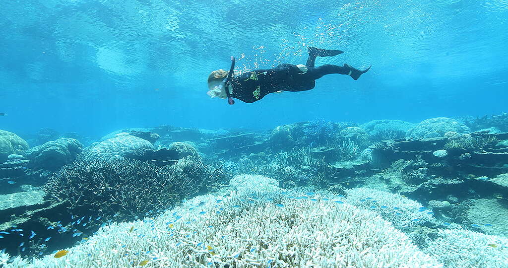 Great Barrier Reef Mass Coral Bleaching Event. © Dean Miller / Greenpeace